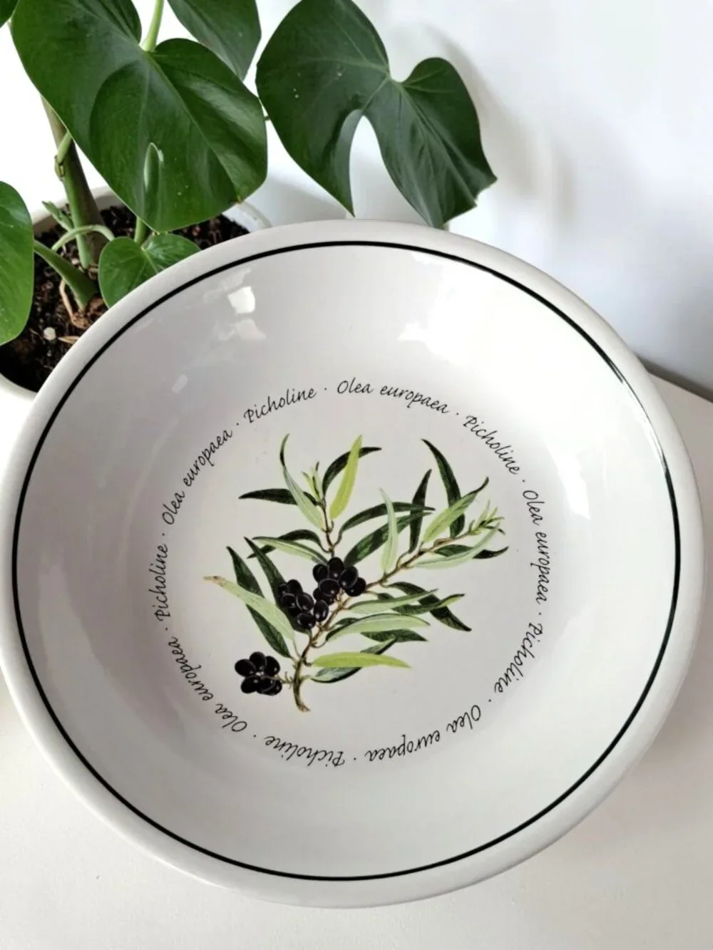 Williams Sonoma Olives Olea Europaea Picholine 9 1/2